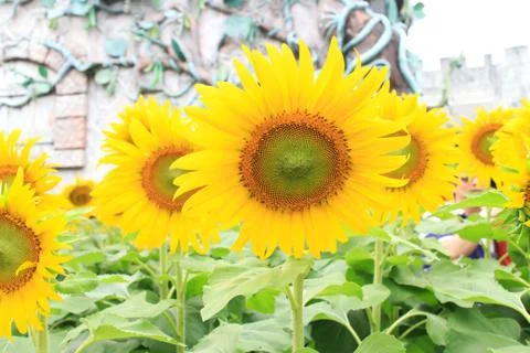 Sunflower Stock Photos