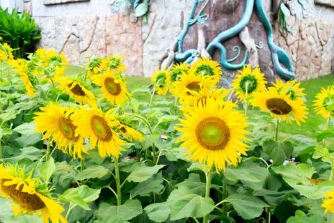 Sunflower Foto stock