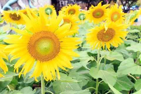 Sunflower Stock Photos
