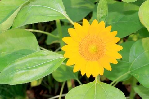 Sunflower Stock Photos