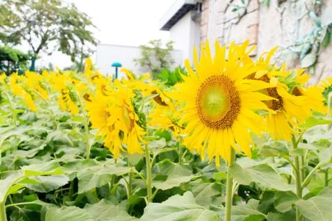 Sunflower Stock Photos