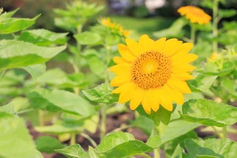 Sunflower Stock Photos