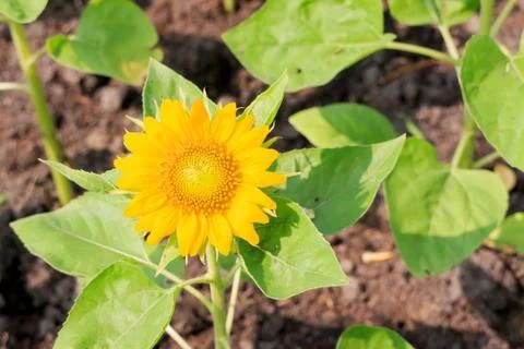 Sunflower Stock Photos