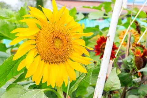 Sunflower Stock Photos