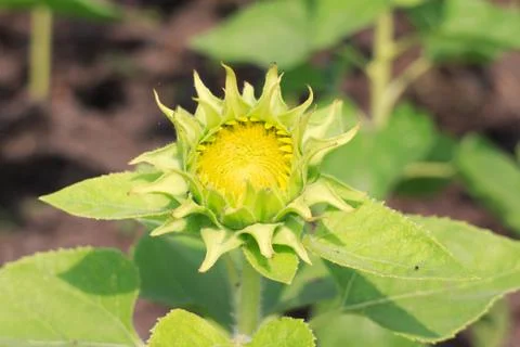 Sunflower Stock Photos