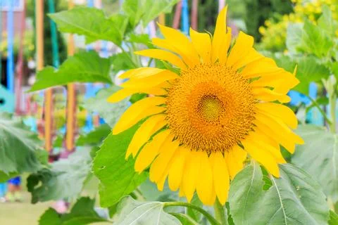 Sunflower Stock Photos