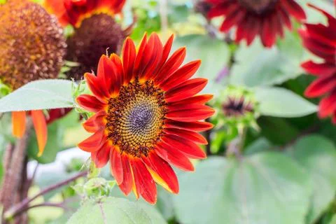 Sunflower Stock Photos