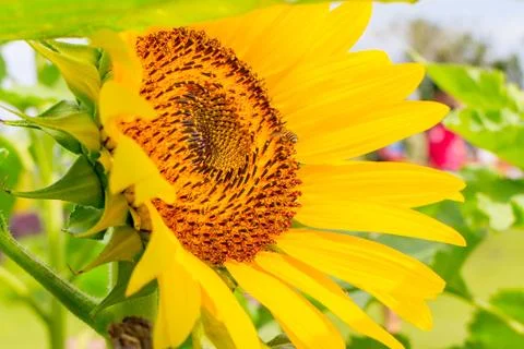 Sunflower Stock Photos