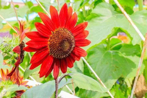 Sunflower Stock Photos