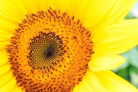 Sunflower Stock Photos