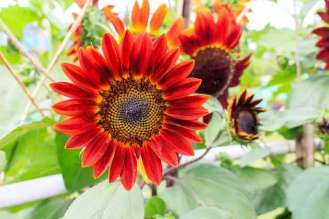 Sunflower Stock Photos