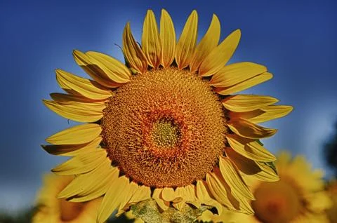 Sunflower Stock Photos
