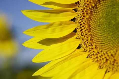 Sunflower Stock Photos