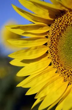 Sunflower 写真素材