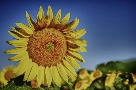 Sunflower 写真素材