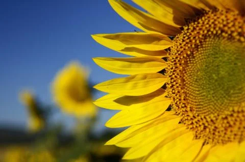 Sunflower 스톡 사진