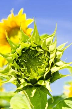 Sunflower Stock Photos