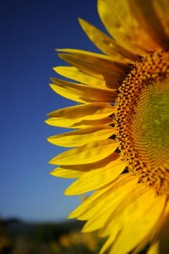 Sunflower 스톡 사진