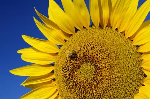 Sunflower 写真素材