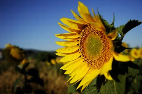 Sunflower Foto stock