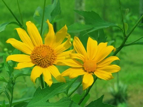 Sunflower Fotos de archivo