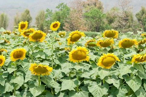 Sunflower Stock Photos
