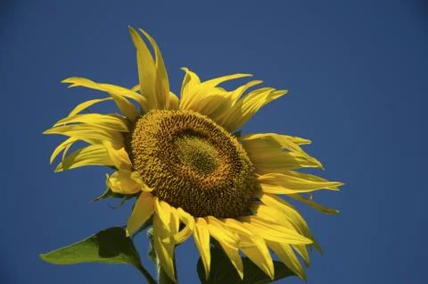 Sunflower Stock Photos