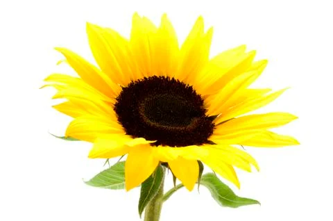 Sunflower Stock Photos