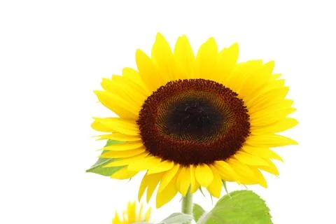 Sunflower Stock Photos