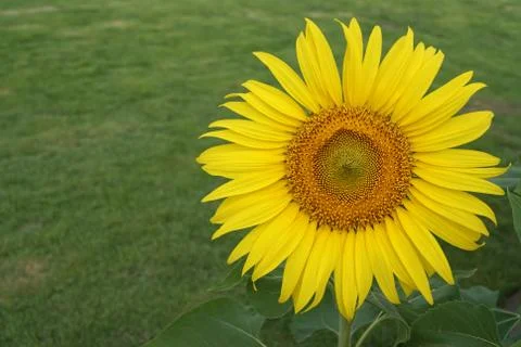 Sunflower Stock Photos