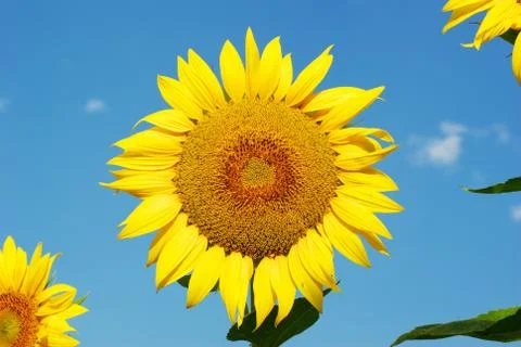 Sunflower Stock Photos
