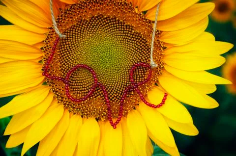 Sunflower Stock Photos