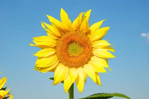 Sunflower Stock Photos