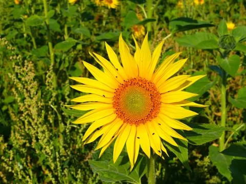 Sunflower Stock Photos