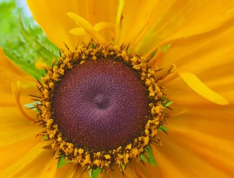 Sunflower Stock Photos