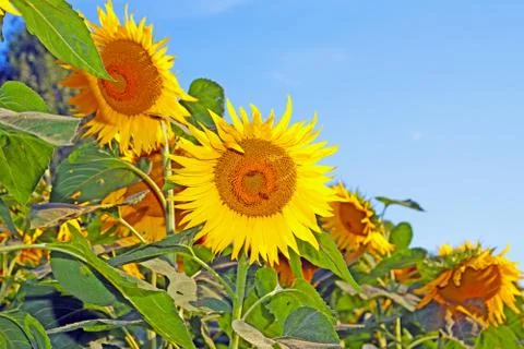 Sunflower Stock Photos