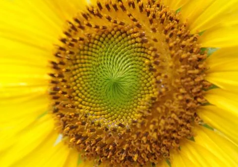 Sunflower Stock Photos