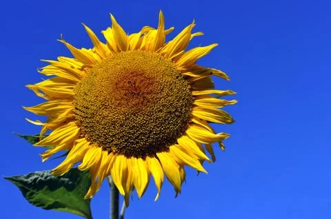 Sunflower Stock Photos