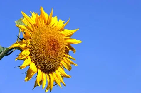 Sunflower Stock Photos