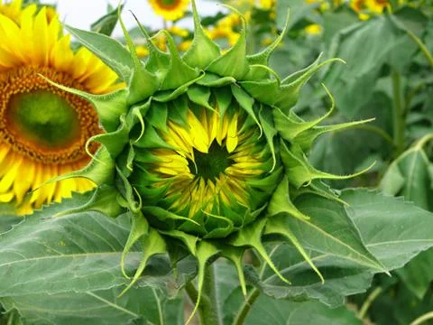 Sunflower Stock Photos