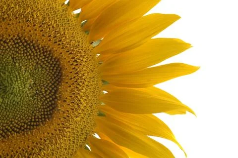 Sunflower Stock Photos