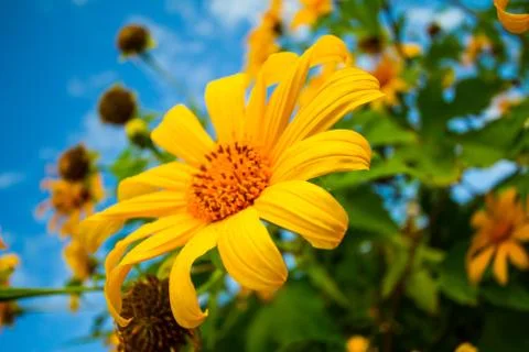 Sunflower Stock Photos