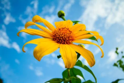 Sunflower Stock Photos