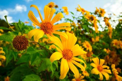 Sunflower Stock Photos