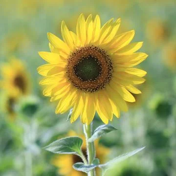 Sunflower Stock Photos