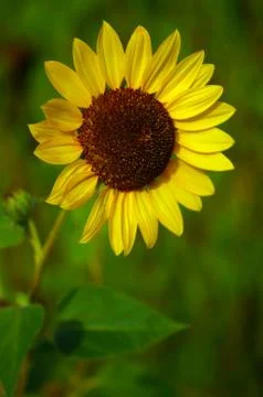 Sunflower Stock Photos