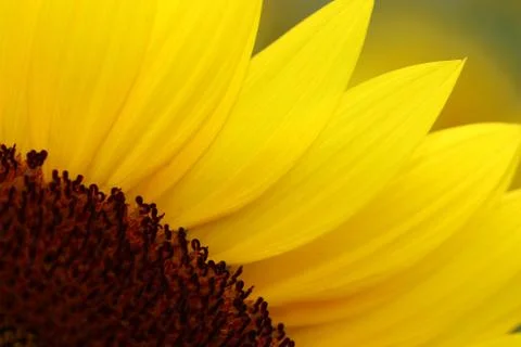 Sunflower Stock Photos