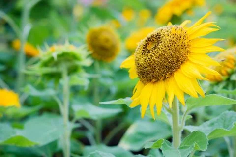 Sunflower Stock Photos