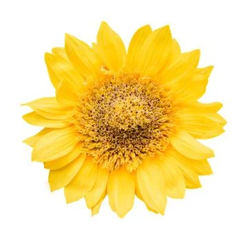 Sunflower Stock Photos