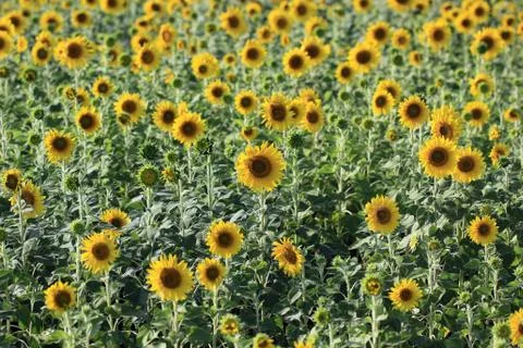 Sunflower Stock Photos